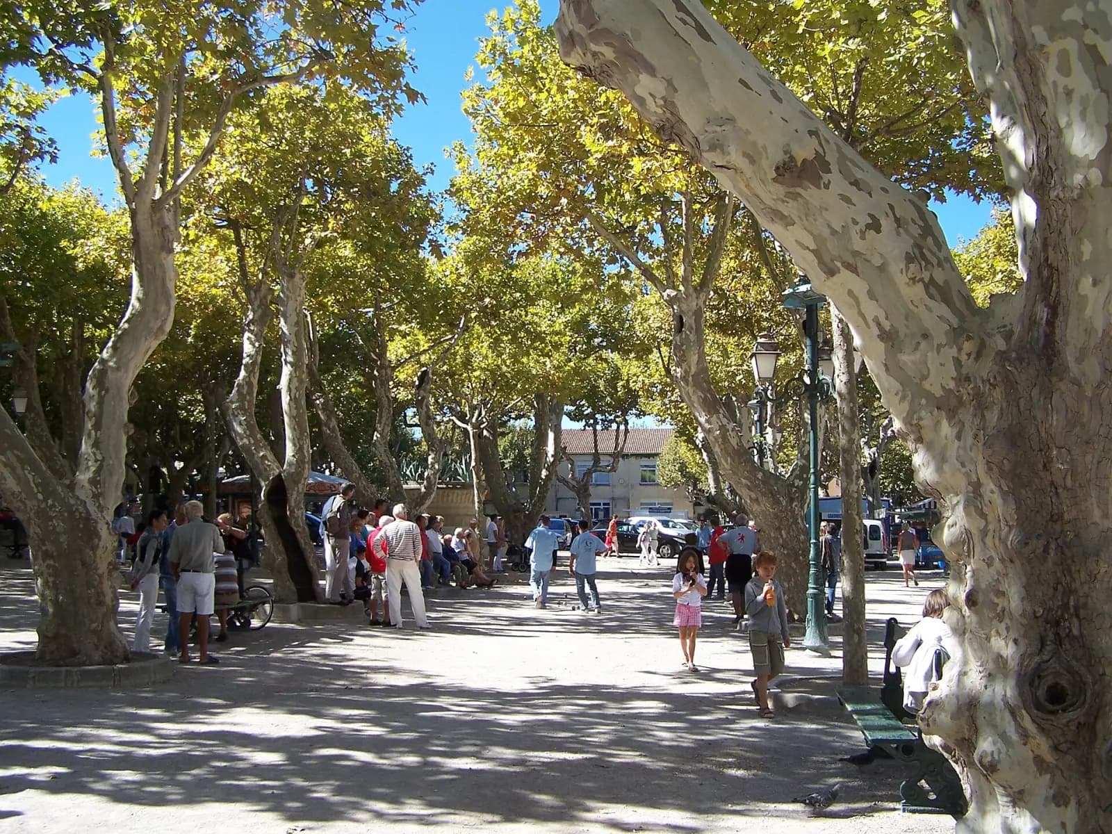 Joueurs de pétanque à l'ombre des platanes sur la place des Lices