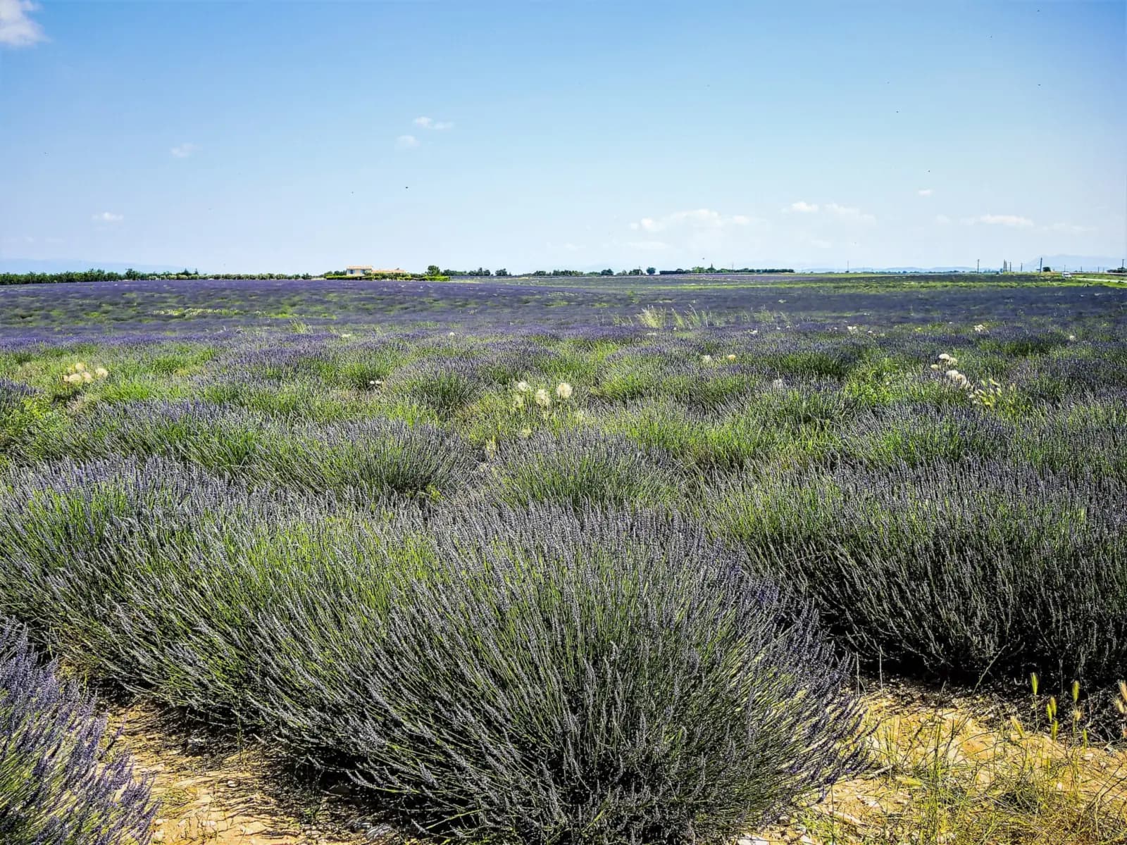A lavender field in bloom on the Valensole plateau under a blue sky